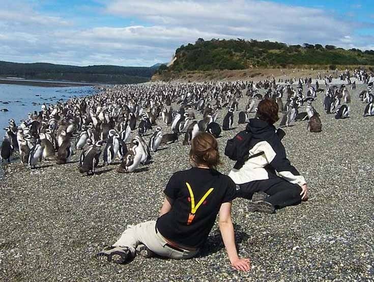 Pinguins e visitantes na Ilha Martillo em Ushuaia, Argentina