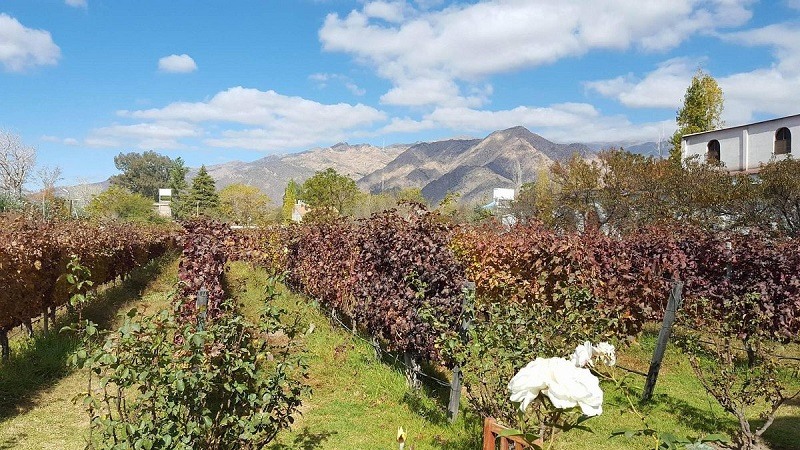 Rota dos vinhos em Salta: Bodega Domingo Hermanos