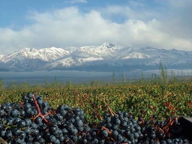 Visita às vinícolas no inverno em Mendoza