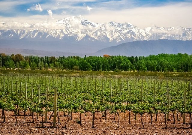Rota dos vinhos em Mendoza